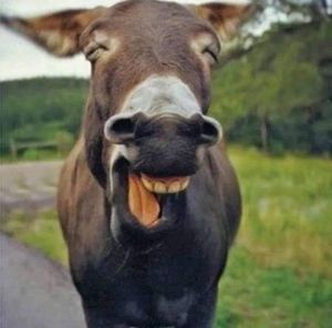 Meet your Posher, Craig